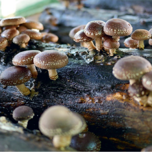 Shiitake mushrooms grow on logs.